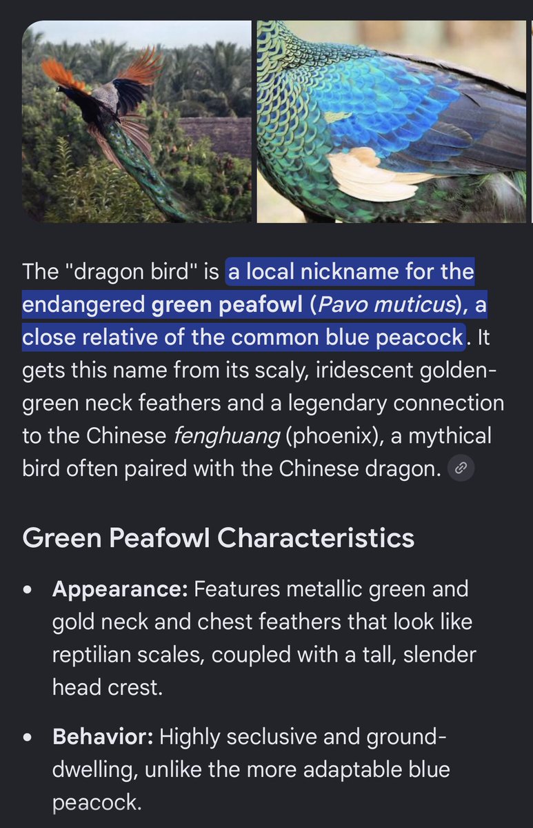 soulsilverart's tweet photo. One of the translations of Browt’s Pokémon category suggest that it’s a peafowl. Green Peafowl are native to SE Asia and are called Dragonbirds.

Tbh I’d be VERY ok with Browt becoming another peacock starter that is the cooler-antithesis of-Quaquaval. Maybe a Grass/Dragon type👀 https://t.co/Gju6SZDAsL