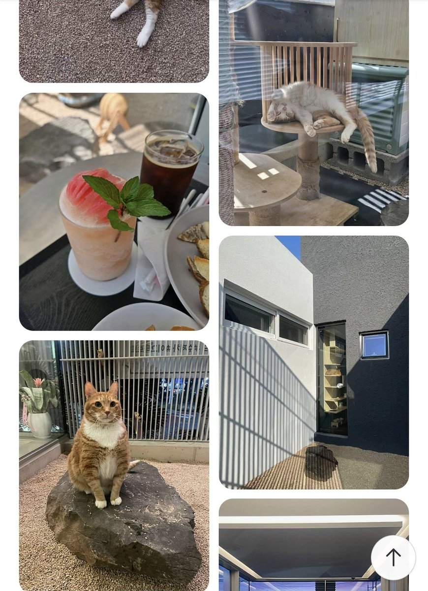 OLT_jeju tweet picture