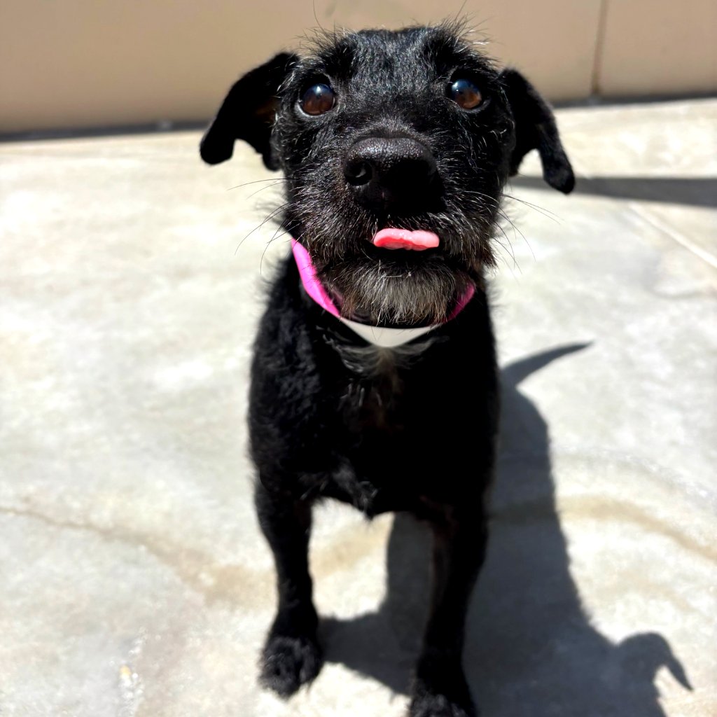 PetSuitesOC's tweet photo. Bentley with a little Tots Tongue!
https://t.co/hXWazKn9cX
#doggiedaycamp #doggiedaycare #dogdaycamp #dogdaycare #daycare #dogcamp #camp #bigdogcamp #tinytots #tots #dogboarding #petboarding #boarding
#pets #dogs #oc #ocdogs #ocpets #orangecounty #orangecountydogs #Bentley https://t.co/Jkxc05APwr
