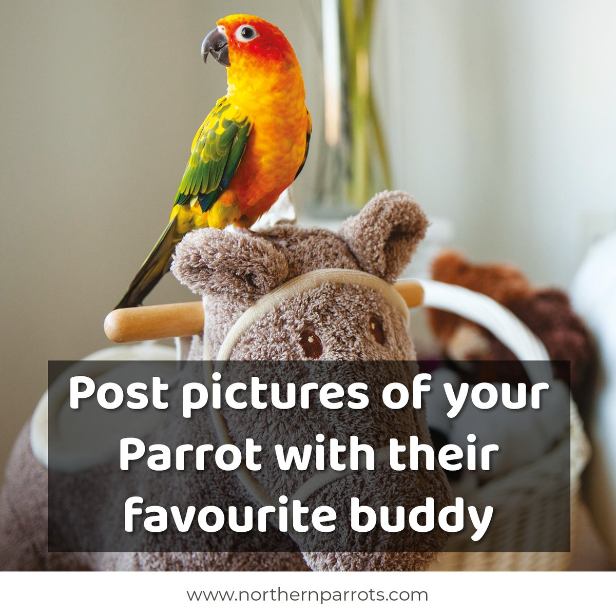 NorthernParrots's tweet photo. #parrotbuddy #postapic https://t.co/qePVxmasea