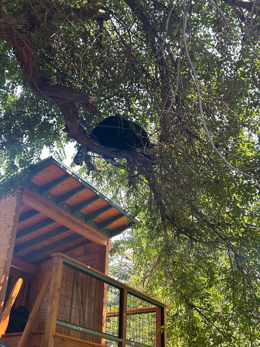 Large adult black bear in tree in Louisville, Colorado