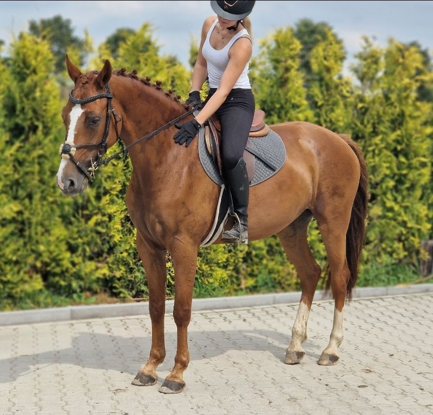 ehorses_com's tweet photo. KWPN Chestnut Mare โจ A dreamy all-rounder and jumper with a kind, talented nature ๐ด
๐ https://t.co/H81AivSWP6
#ehorses #kwpn #showjumpers #mare #chestnut-red #horselove #horse #horses #horselover #foundonehorses https://t.co/3Gx1XDBQ9W