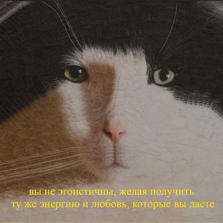 catsilcats's tweet photo. напоминание https://t.co/74lQwhVGP9