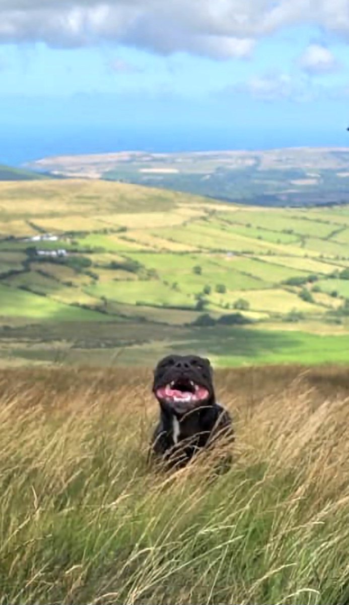 Richard_M_Owen's tweet photo. Happy #staffie ππ
#summer up high in the #Preselis
#Staffordshirebullterrier @_XDogs
@IStaffies @Rosie5278 https://t.co/dOfWkNSTKh
