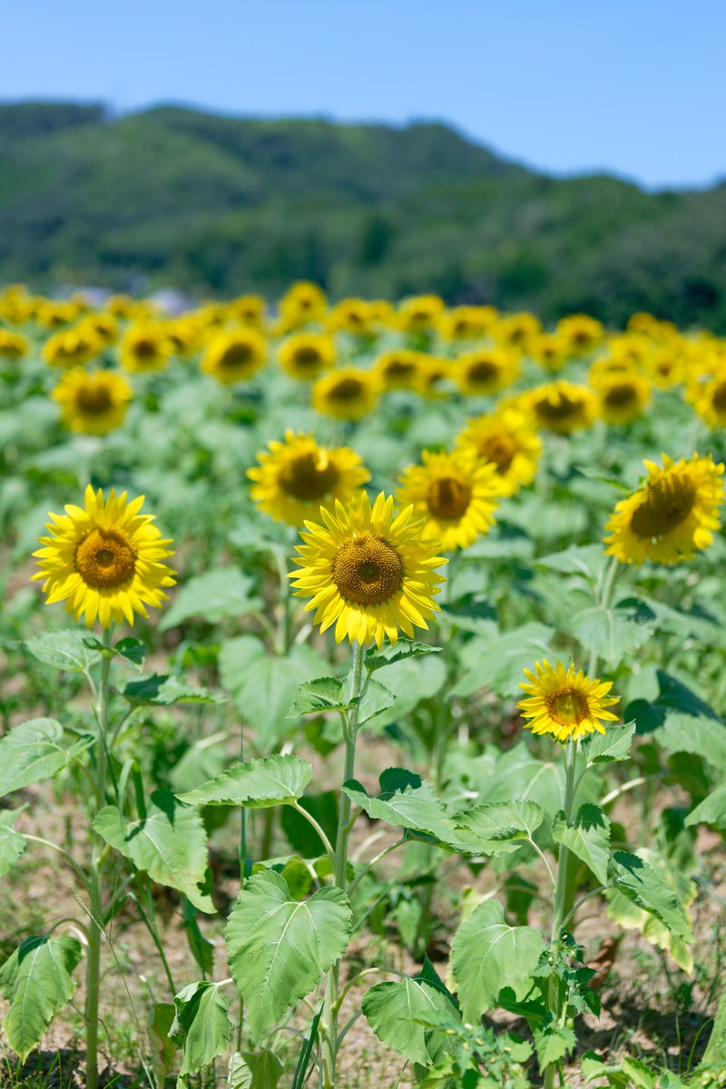 Suzuhu_u's tweet photo. 佐用町のひまわり
＃写真好きな人と繋がりたい https://t.co/W5JCFt1aMm