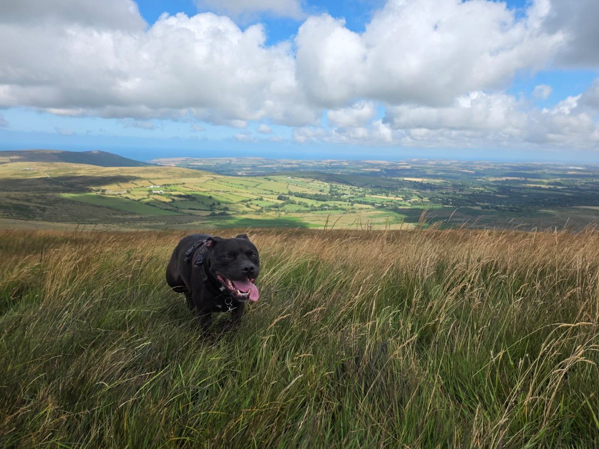 Richard_M_Owen's tweet photo. Happy #staffie ππ
#summer up high in the #Preselis
#Staffordshirebullterrier @_XDogs
@IStaffies @Rosie5278 https://t.co/dOfWkNSTKh