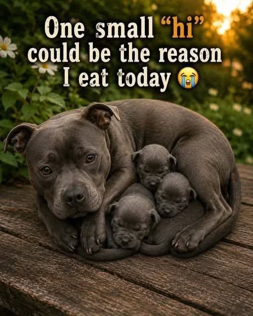 petpopular's tweet photo. https://t.co/i5h2auP4je