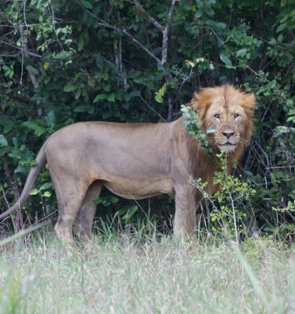 LagBadanaConser's tweet photo. (Somali lions) 🇸🇴 Some of the most genetically diverse lion populations in East Africa can be found in Badhadhe, ranging from the typically maneless Lag Badana lions to the unique blue-eyed Somali lions.  #Somalia #Wildlife #forest #jubaland #lagbadana https://t.co/x09rHA8DHP