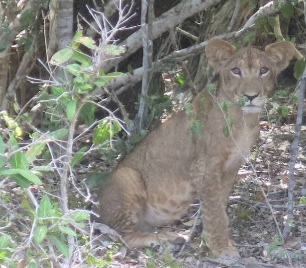 LagBadanaConser's tweet photo. (Somali lions) 🇸🇴 Some of the most genetically diverse lion populations in East Africa can be found in Badhadhe, ranging from the typically maneless Lag Badana lions to the unique blue-eyed Somali lions.  #Somalia #Wildlife #forest #jubaland #lagbadana https://t.co/x09rHA8DHP