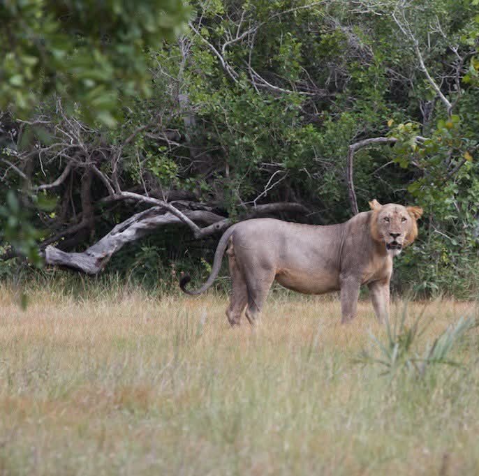 LagBadanaConser's tweet photo. (Somali lions) 🇸🇴 Some of the most genetically diverse lion populations in East Africa can be found in Badhadhe, ranging from the typically maneless Lag Badana lions to the unique blue-eyed Somali lions.  #Somalia #Wildlife #forest #jubaland #lagbadana https://t.co/x09rHA8DHP