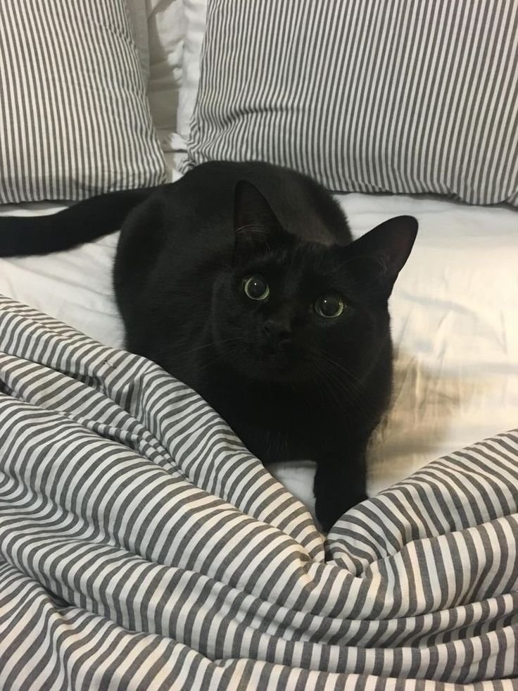 SassySiren79132's tweet photo. 🐈‍⬛🖤🐈‍⬛ https://t.co/oRNUIxuj3L