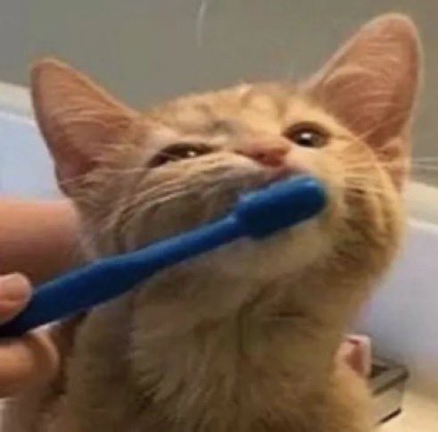 cat_umm's tweet photo. https://t.co/NGsRdidZM1