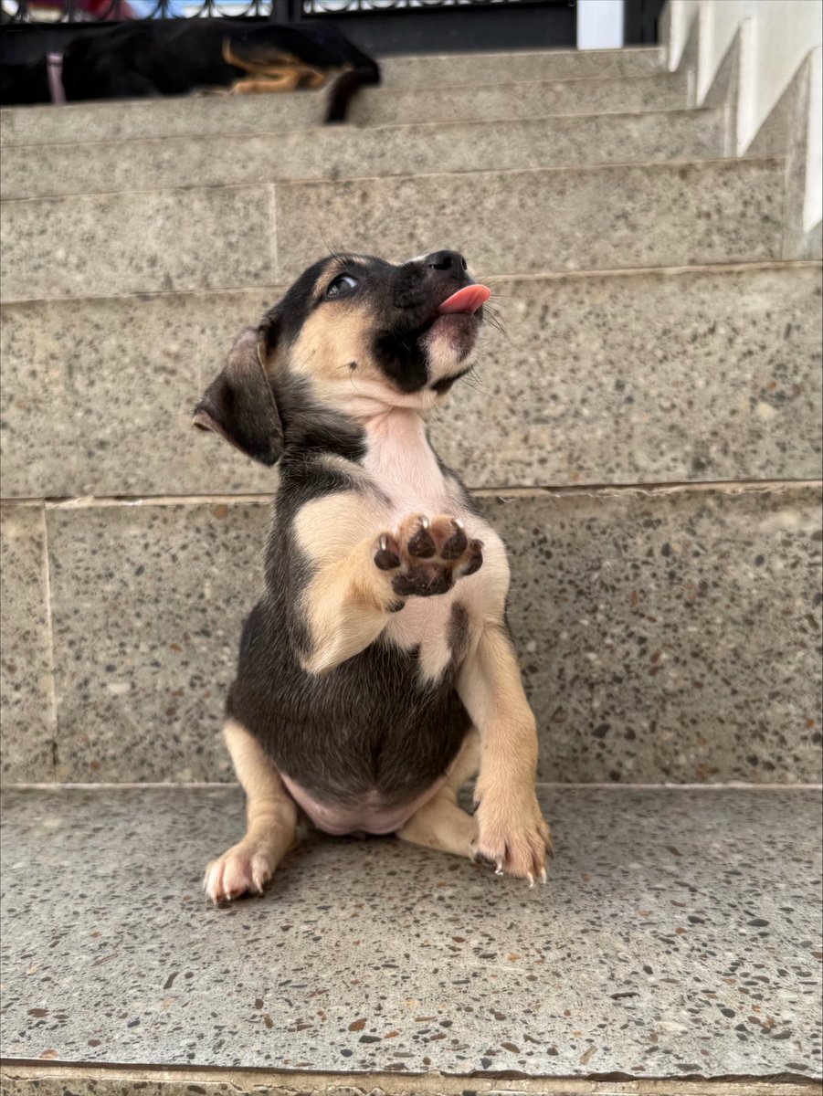 casadoviralata's tweet photo. Nossos bebês estão prontos e essa é a Lolo. Nascemos 08/06 tomaram a primeira dose de vacina e todas as 3 de vermífugo
Agora só falta um lar de amor para chamar de seu

Adote com muita responsabilidade por que eles são pra sempre em nossas vidas

Interessados entrem em contato pelo número de WhatsApp exclusivo para entrevistas 11 94298-6781

Levo até você pela capital de São Paulo 

Permita-se viver esse amor, ADOTE!
