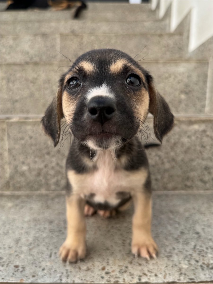 casadoviralata's tweet photo. Nossos bebês estão prontos e essa é a Lolo. Nascemos 08/06 tomaram a primeira dose de vacina e todas as 3 de vermífugo
Agora só falta um lar de amor para chamar de seu

Adote com muita responsabilidade por que eles são pra sempre em nossas vidas

Interessados entrem em contato pelo número de WhatsApp exclusivo para entrevistas 11 94298-6781

Levo até você pela capital de São Paulo 

Permita-se viver esse amor, ADOTE!