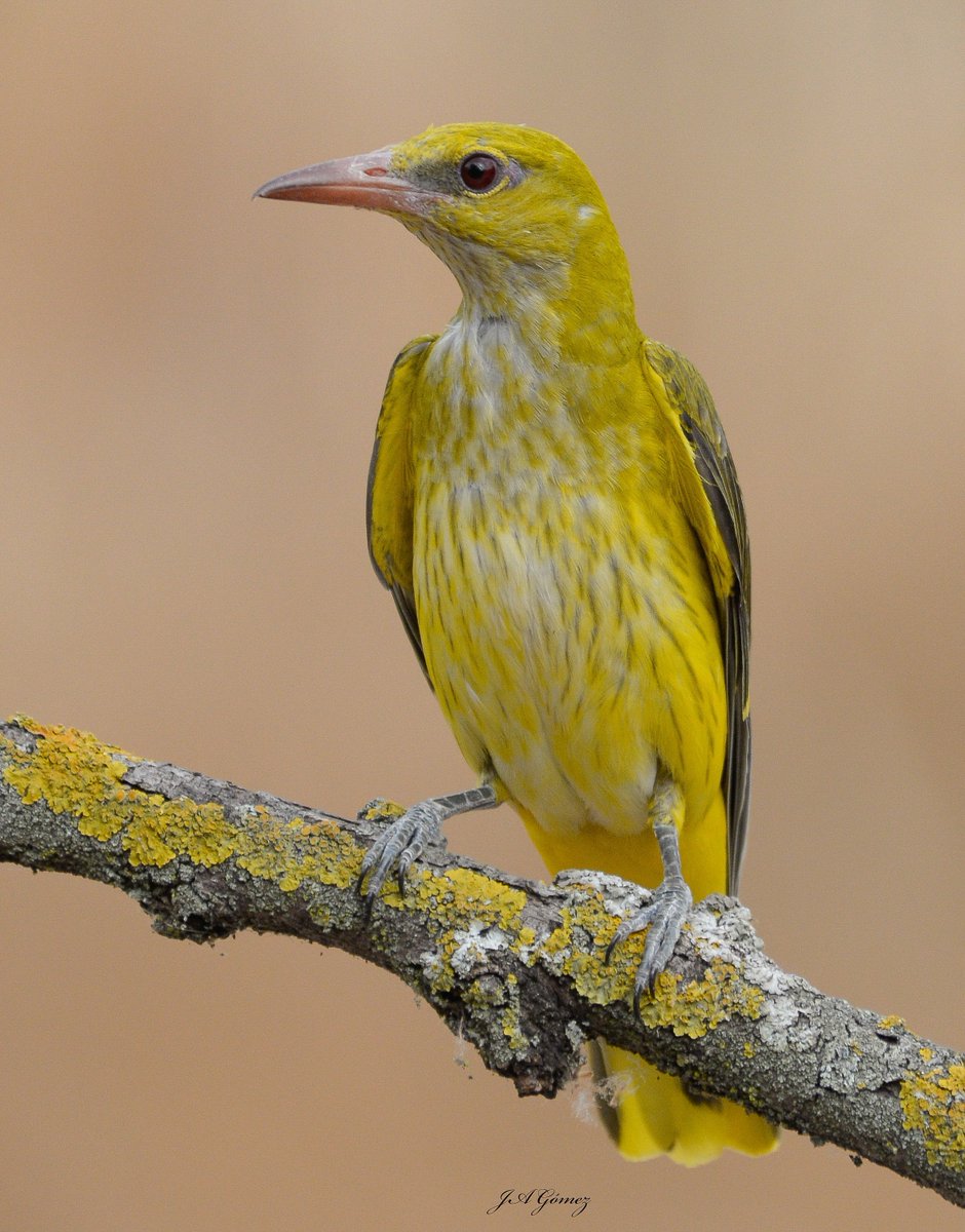 JoseAnt24756550's tweet photo. Oropéndola Europea (Oriolus oriolus)un joven Macho del año pasado que todavía no tiene el color amarillo intenso.#nikon #fotografia #aranjuez #aves https://t.co/NhM0viPSJV