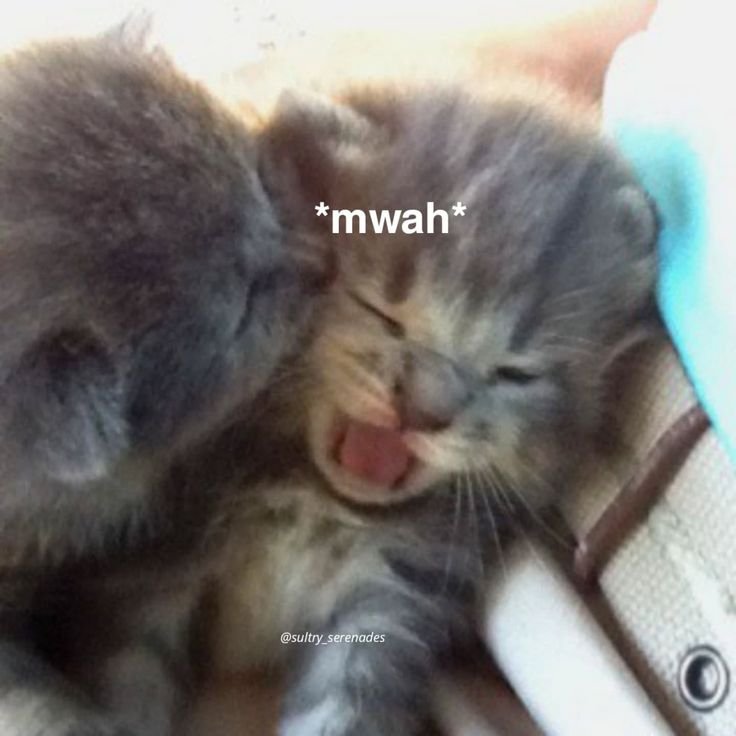 devilfishmantaa tweet picture