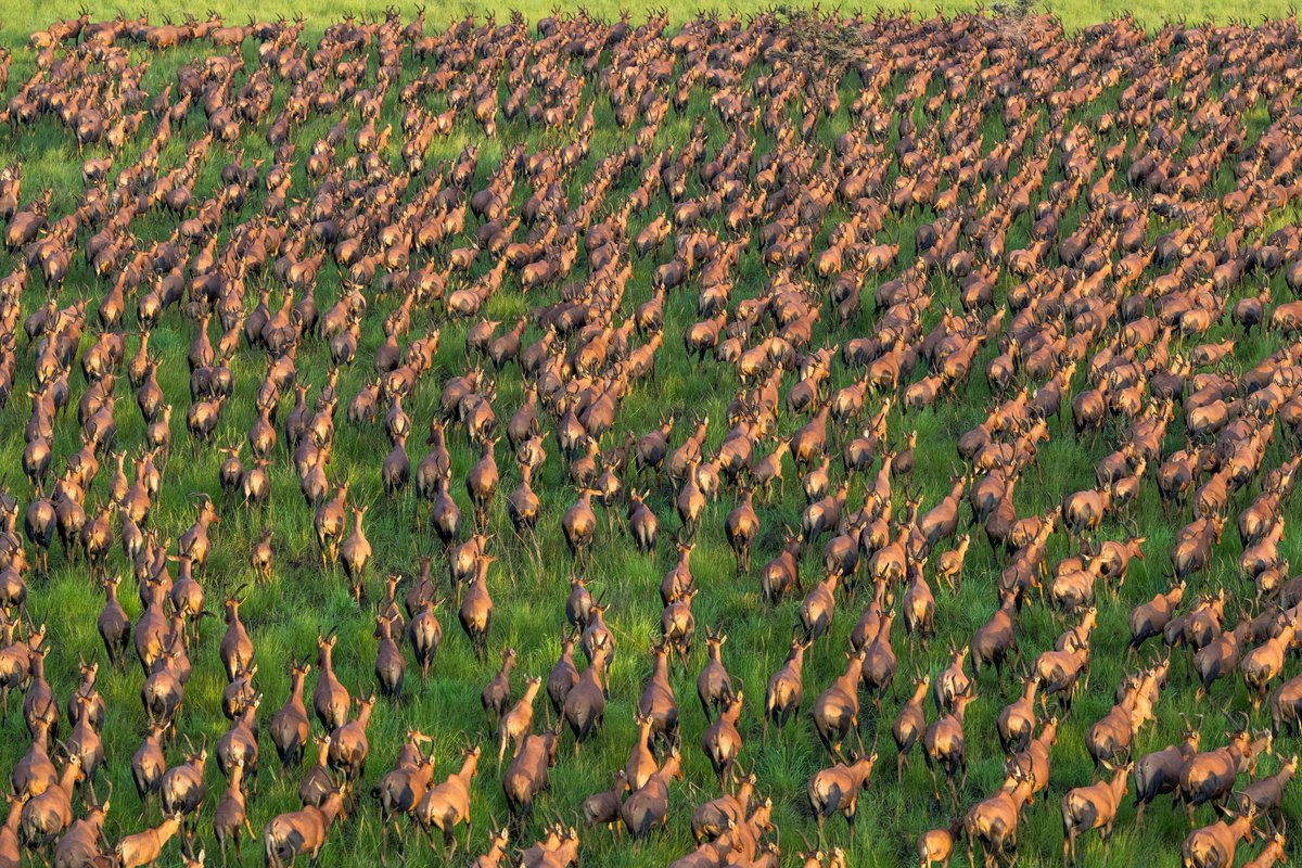 gingosamuel's tweet photo. You all have never seen anything close to the Great Nile Migration. 

The Great Nile Migration in the Boma-Badingilo Migratory Landscape is the largest land mammal migration on the planet.  

Its 6 times bigger than the Great Migration in Serengeti that was formally known as the largest. 

Visit South Sudan 🇸🇸 

📷 Marcus Wesberg