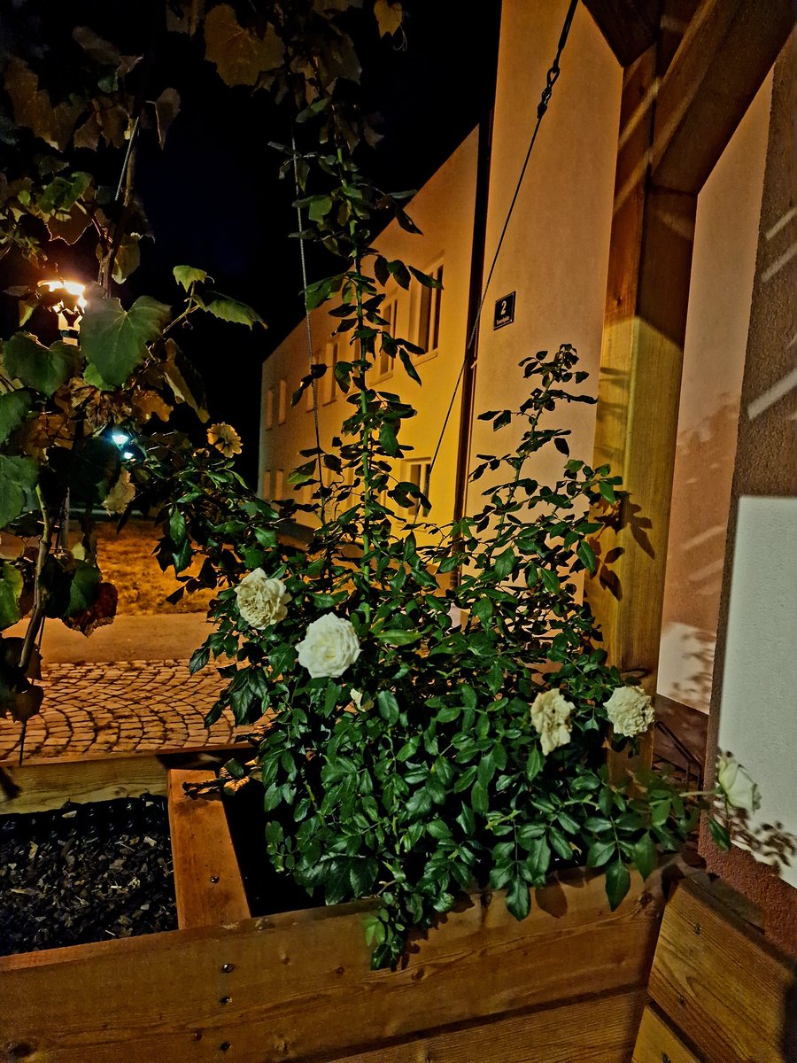 DJairportdisco's tweet photo. #nightphoto #hotnights #vienna #nightshot #roses #nightwalk #loveit #summernight https://t.co/307BbytRCC