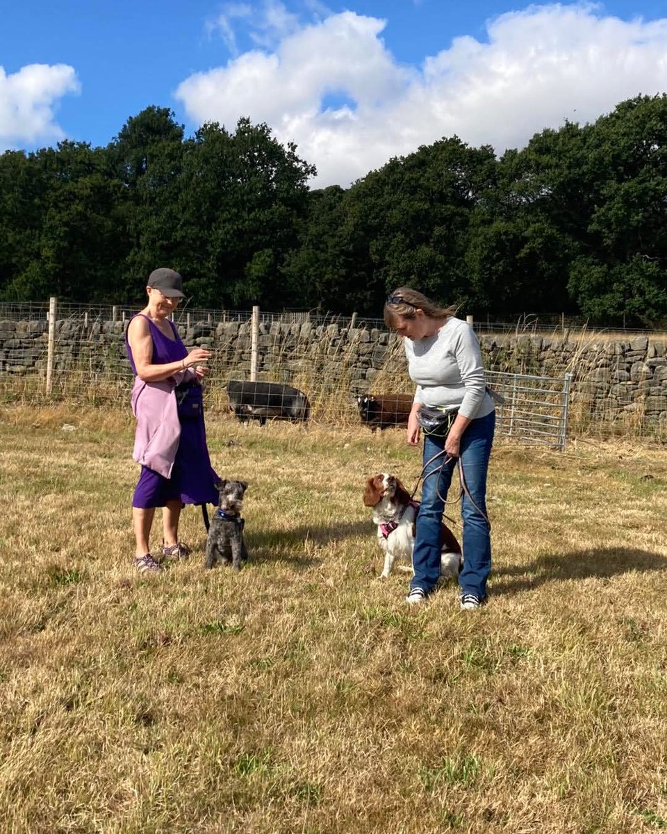 cwinti's tweet photo. Angus has now completed Livestock habituation training. He did amazingly well.  We need to keep working on it but, as you can see, he can now ignore sheep.

The sheep are badger faced texels. https://t.co/lD91SBA93L