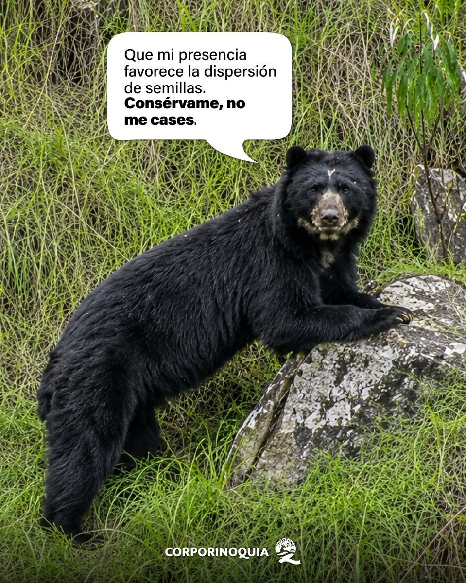 Corporinoquia_'s tweet photo. 🐻 El oso andino es el guardián de nuestros bosques y protegerlo es proteger la vida. 🌿 Cada pequeña acción cuenta para conservar su hogar y la biodiversidad de la Orinoquía. Escuchemos su llamado y actuemos. 🧡 #OsoAndino #Biodiversidad #Corporinoquia #OrinoquíaSostenible https://t.co/hBpWAmWoUn