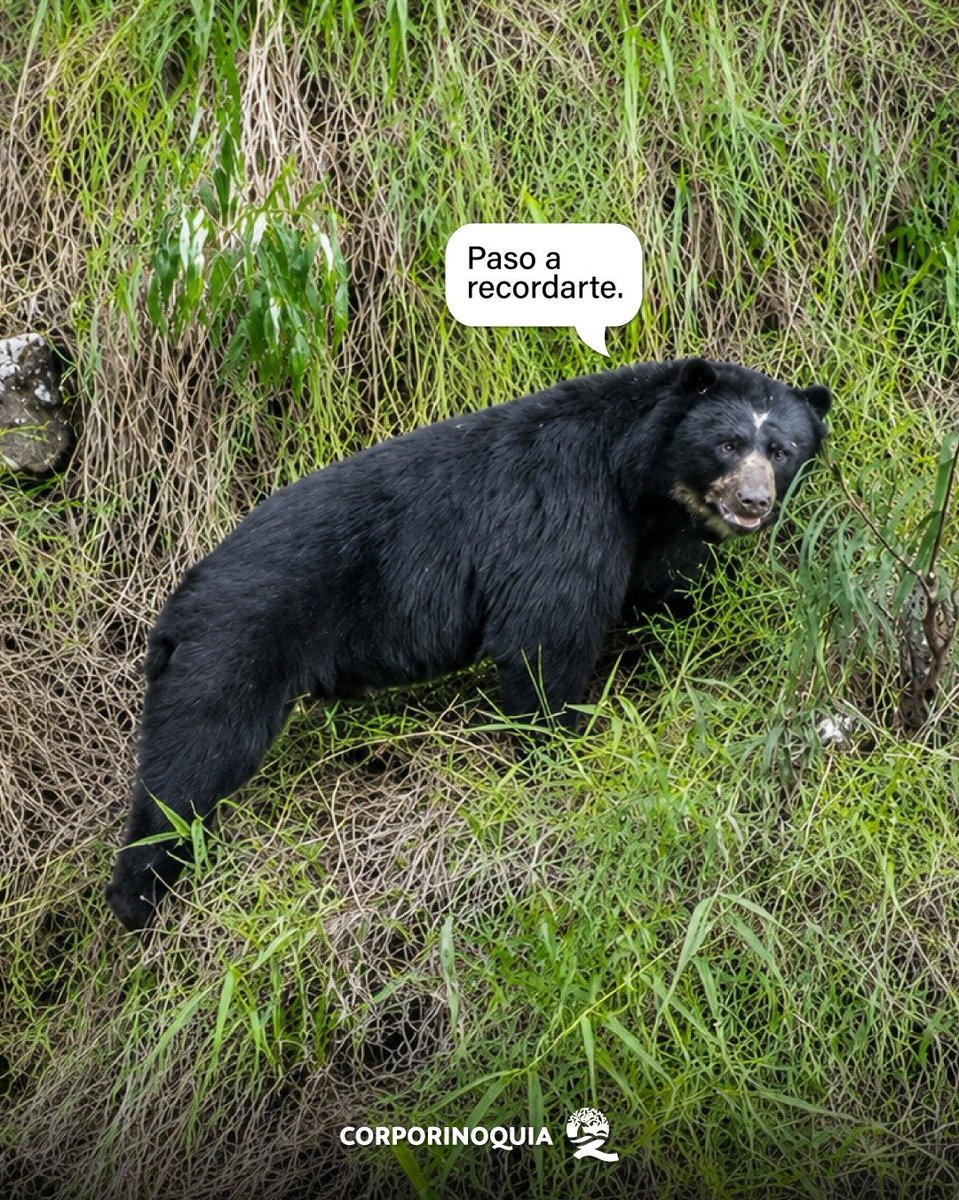 Corporinoquia_'s tweet photo. 🐻 El oso andino es el guardián de nuestros bosques y protegerlo es proteger la vida. 🌿 Cada pequeña acción cuenta para conservar su hogar y la biodiversidad de la Orinoquía. Escuchemos su llamado y actuemos. 🧡 #OsoAndino #Biodiversidad #Corporinoquia #OrinoquíaSostenible https://t.co/hBpWAmWoUn