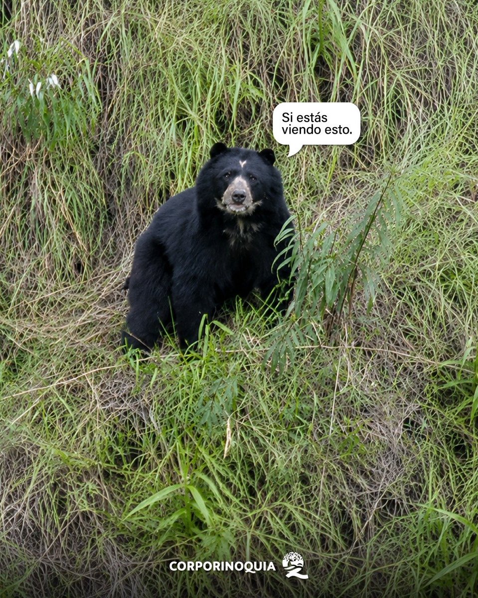 Corporinoquia_'s tweet photo. 🐻 El oso andino es el guardián de nuestros bosques y protegerlo es proteger la vida. 🌿 Cada pequeña acción cuenta para conservar su hogar y la biodiversidad de la Orinoquía. Escuchemos su llamado y actuemos. 🧡 #OsoAndino #Biodiversidad #Corporinoquia #OrinoquíaSostenible https://t.co/hBpWAmWoUn