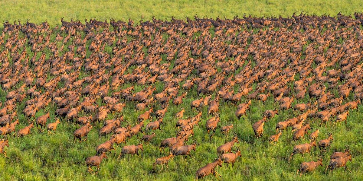 DOT_SSD's tweet photo. South Sudan's Great Nile Migration is one of Earth's greatest wildlife spectacles; over 6 million antelopes and millions of other animals moving across the UNESCO-listed Boma-Badingilo Landscape. A natural wonder redefining African tourism. 🇸🇸🌍

#GreatNileMigration #SouthSudan https://t.co/avXntacdQP