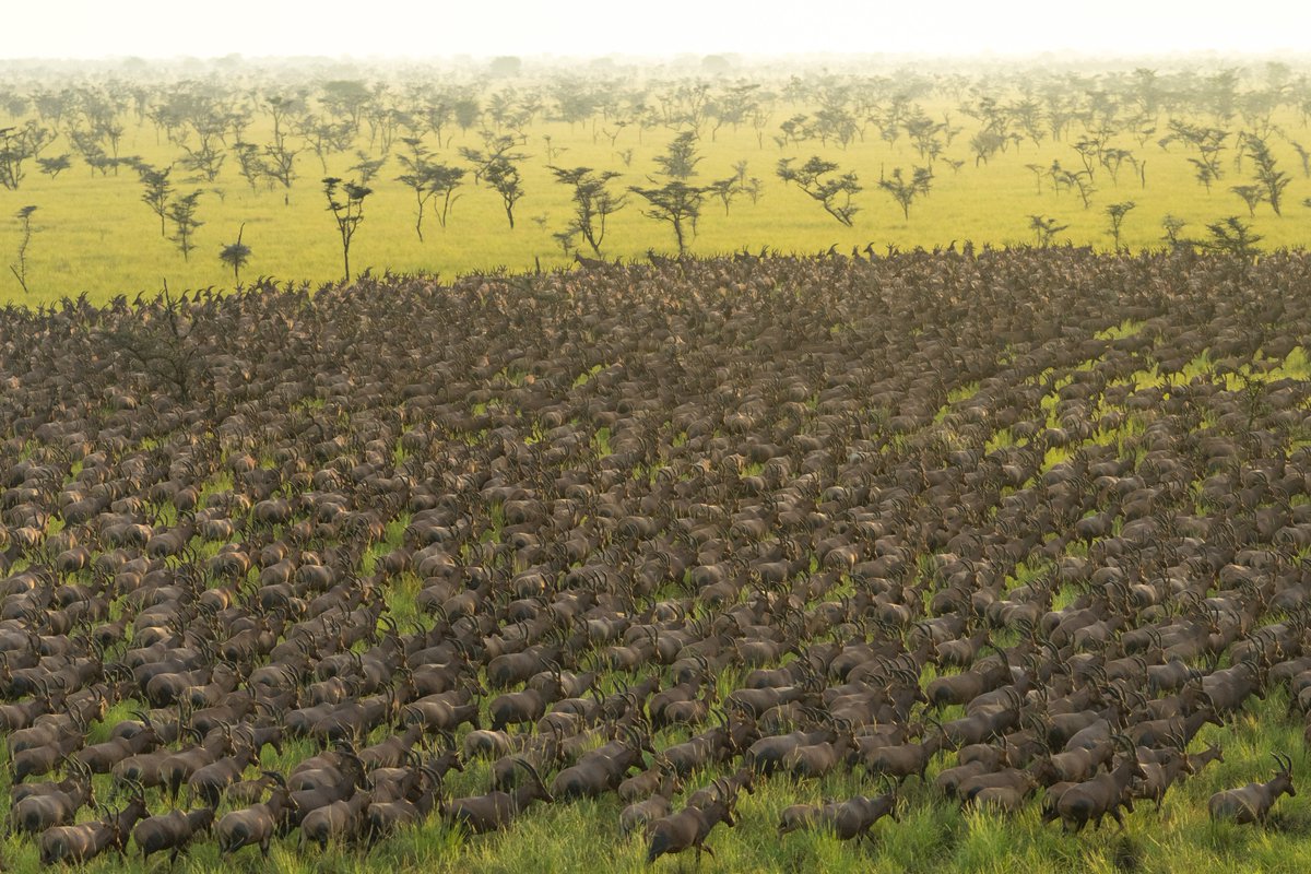 DOT_SSD's tweet photo. South Sudan's Great Nile Migration is one of Earth's greatest wildlife spectacles; over 6 million antelopes and millions of other animals moving across the UNESCO-listed Boma-Badingilo Landscape. A natural wonder redefining African tourism. 🇸🇸🌍

#GreatNileMigration #SouthSudan https://t.co/avXntacdQP