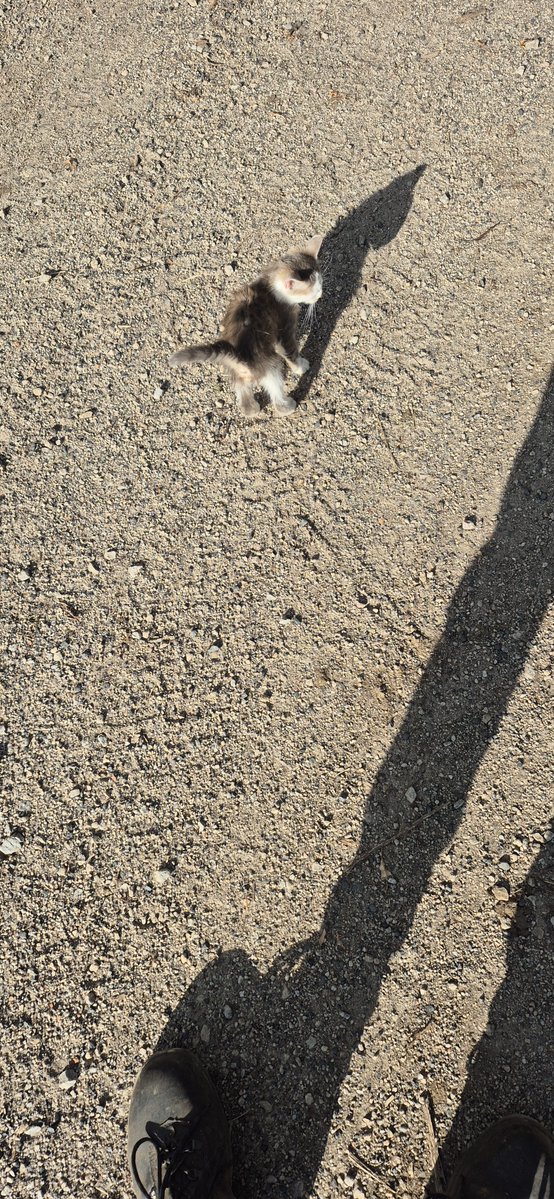 ghoust2458's tweet photo. you got attack by this little guy what’s you ́ reaction guf only https://t.co/BdhwP2uvbo