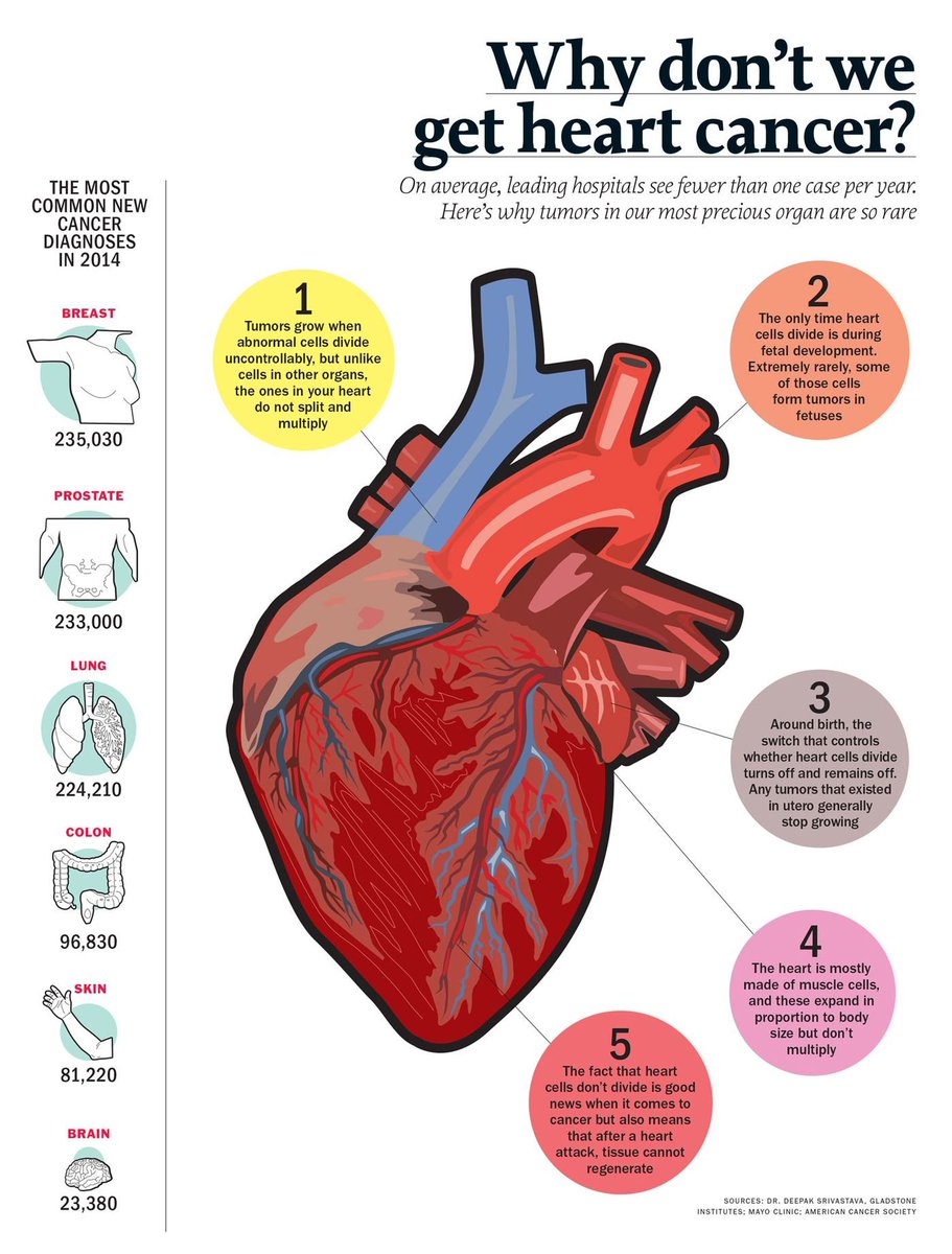 AB_drmd's tweet photo. ✅القلب من أندر الأعضاء اللي يجيها primary cardiac tumor خصوصاً لو كان malignant، والسبب الرئيسي إن خلايا عضلة القلب (cardiac myocytes) تكون terminally differentiated يعني وصلت لمرحلة نهائية من النضج وما تنقسم وتتكاثر تقريباً أبداً بعد مرحلة معينة من العمر، وبما إن السرطان أساساً هو انقسام خلوي غير منضبط، فلو الخلية أصلاً ما تنقسم، احتمالية تحول لخلية سرطانية تكون شبه معدومة، بالإضافة إن القلب معرض لحرارة داخلية عالية نسبياً وتروية دموية قوية ومستمرة تساعد على "غسل" أي خلايا غير طبيعية بسرعة قبل ما تتراكم وتتحول لورم، ولو صار وتكون ورم بالقلب فالأغلبية الساحقة تكون benign وأشهرها myxoma، وأي ورم خبيث موجود بالقلب غالباً يكون metastatic يعني انتشر من عضو ثاني وليس نشأ أصلاً من عضلة القلب نفسها.