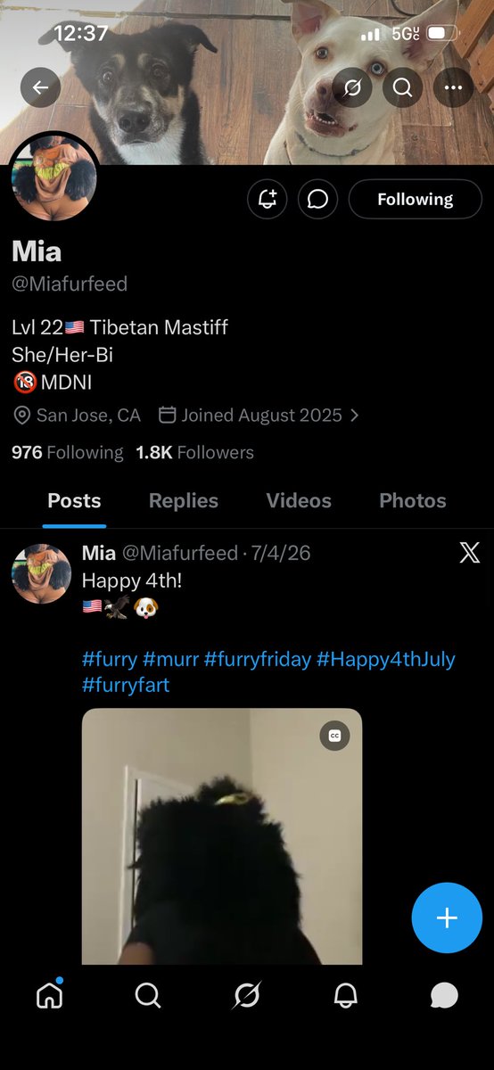 mastiff_runaway