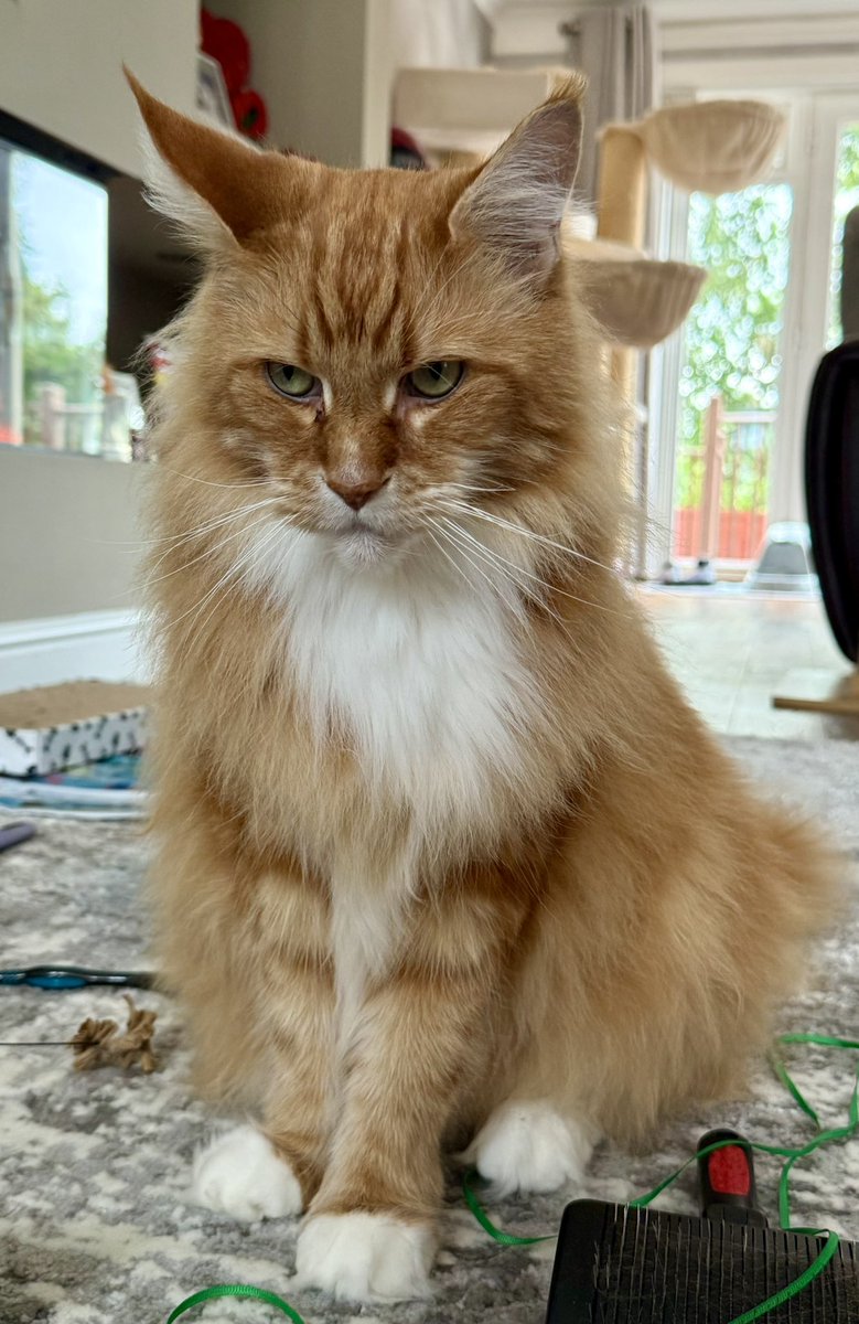 buddy_gizmo's tweet photo. It might be #whiskerswednesday but Gizmo has provided a magnificent display of many of his Maine Coon features today! Ears, eyes, whiskers, glossy coat and perfect form! 🧡🧡🦁🦁 #teamfloof #CatsofTwitter https://t.co/0p9a5PLGZG