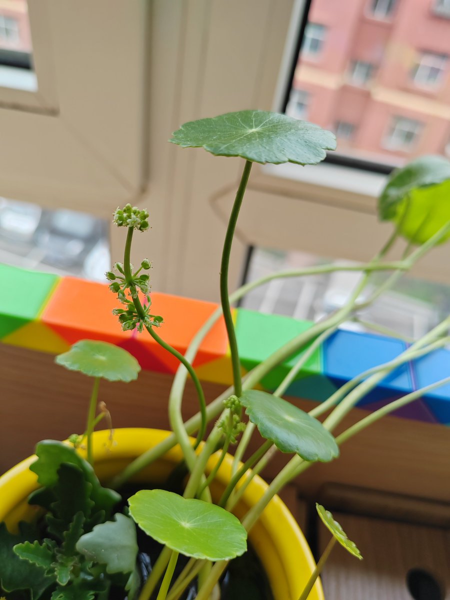 Toosie1Wilson's tweet photo. Want to pick up a useful new skill this week Try English gardening! It’s calm, hands-on, and you’ll grow beautiful plants—perfect for a little self-care. Start with one small seed today! https://t.co/QWGZLVBieM