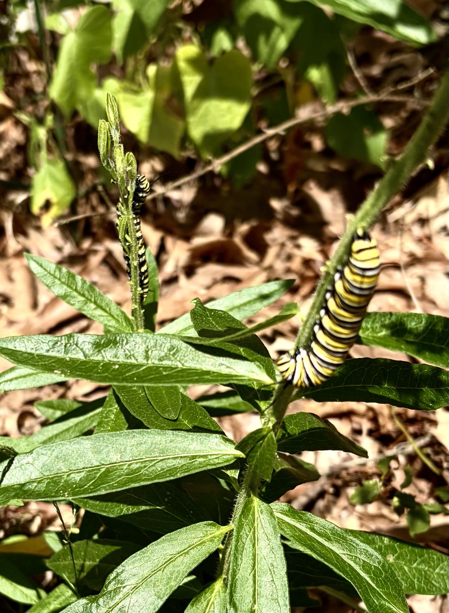 geyer00's tweet photo. 2 Monarch Butterflies as Caterpillars https://t.co/F1qUjZ1ooU
