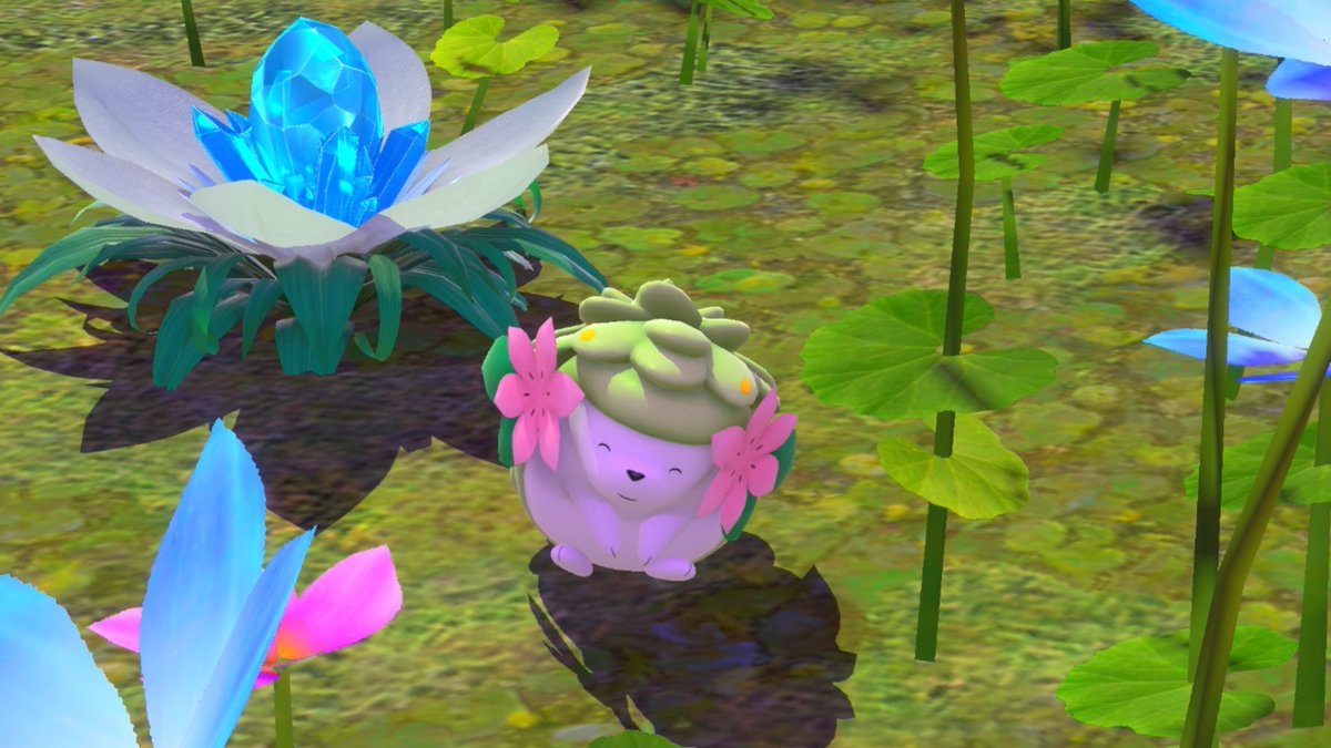 DailyShaymin's tweet photo. Good morning! https://t.co/4e8qy98u3W