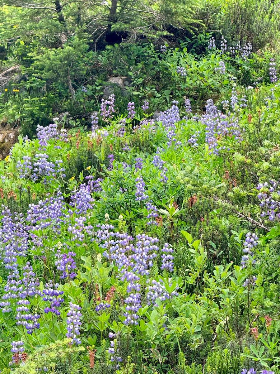 Cristinamadcot's tweet photo. When the flowers bloom across the hills and the gentle breeze drifts by this is the kind of place that refreshes the soul and brings peace to the heart🌸🍃 https://t.co/qm4XPwnJkL