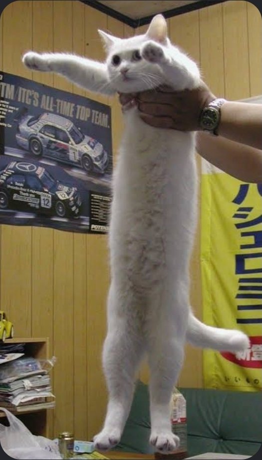 SupreemeSol's tweet photo. Before $DOGE before $PEPE before the timeline became a low-effort circus, there was ONE TRUE GOD OF LENGTH: Shiro the iconic Longcat who broke the early internet and defined meme culture forever.  
​And now $SHIRO is taking over Solana

CLEjjvLaGoQjGxu1N3iVvjaCxDVtEZv4YJ3pSoAYpump