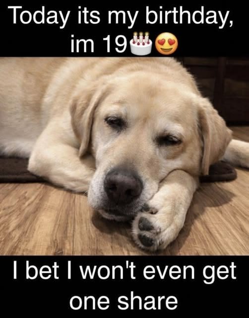 puppiesDoglover's tweet photo. https://t.co/R9GkApTKvu