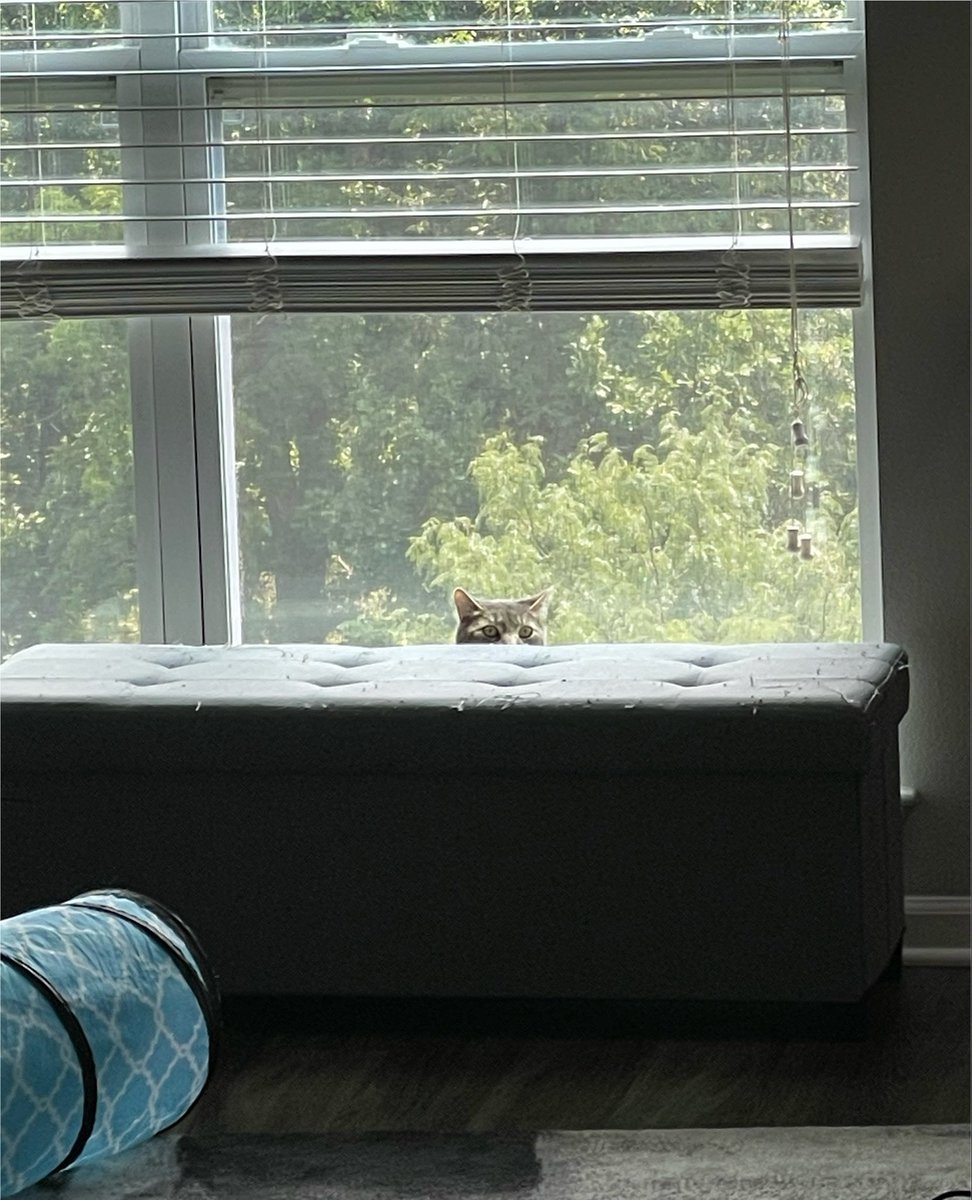 Navi_Pepper's tweet photo. can u seee me? https://t.co/yDl4bRrKLO