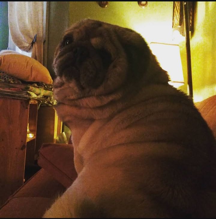 Razgriezwolf's tweet photo. @KumiVT My inspiration to my pug emotes ad pug community 💜 https://t.co/CXn1QWdQAR