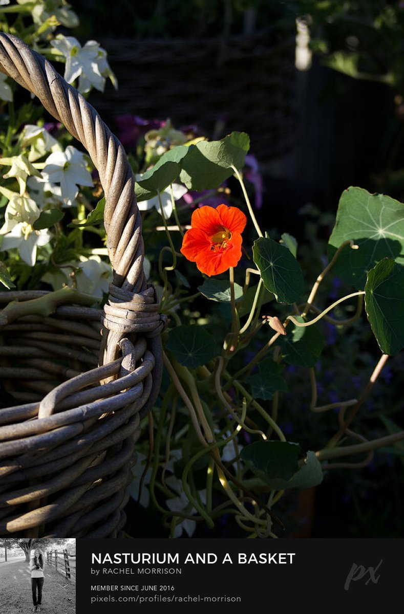 rachllea's tweet photo. Nasturium and a Basket
๐งก https://t.co/8SsIEwDcx1
#ColonialWilliamsburg #summer https://t.co/2pItZ6n313