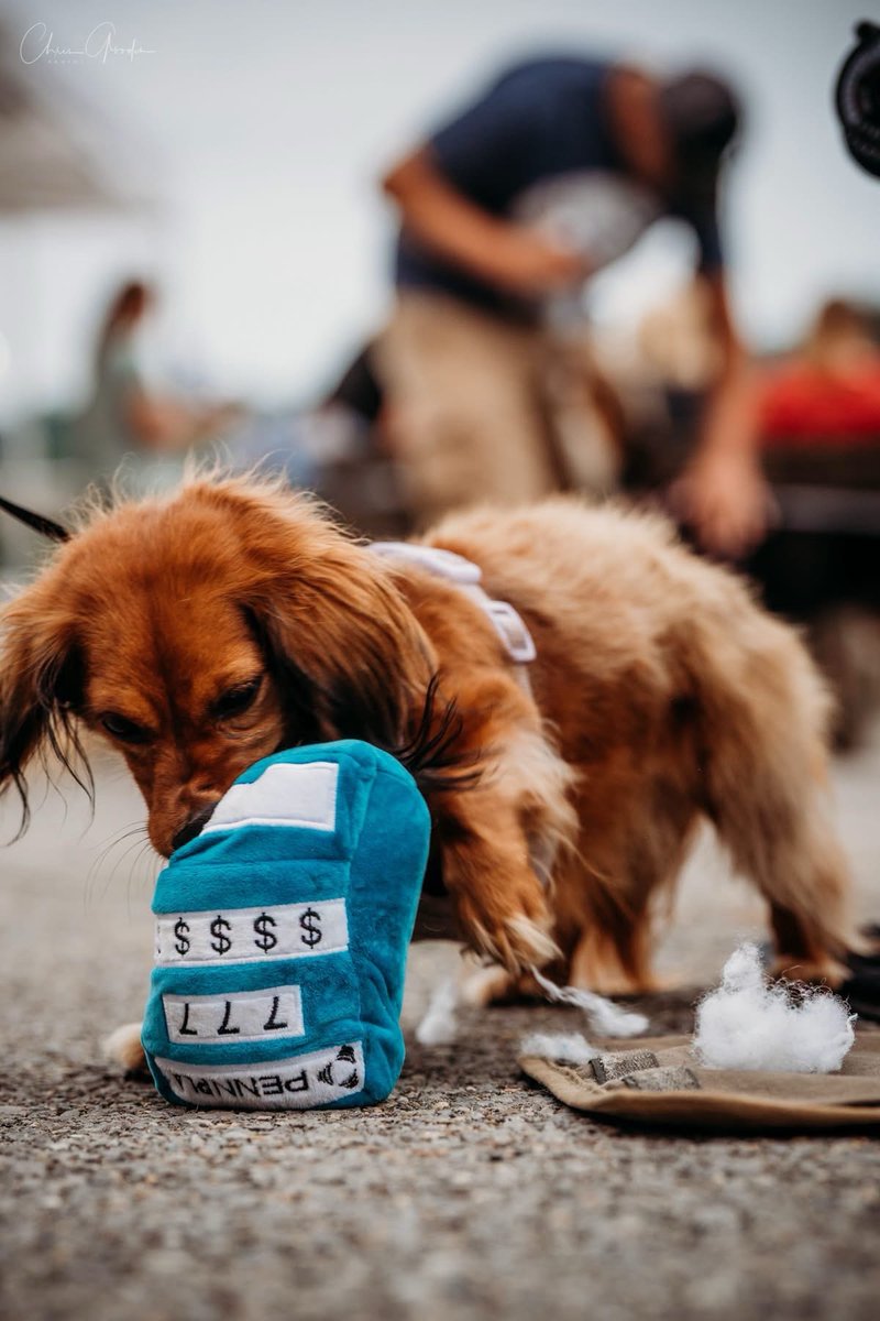 pennplay's tweet photo. It was nothing but tail-wagging fun at @HWoodMeadows for their Weiner Dog Race weekend. This pup just couldn't get enough of its slot-themed dog toy. 🎰 #PENNPaws https://t.co/kes9vzdGjQ
