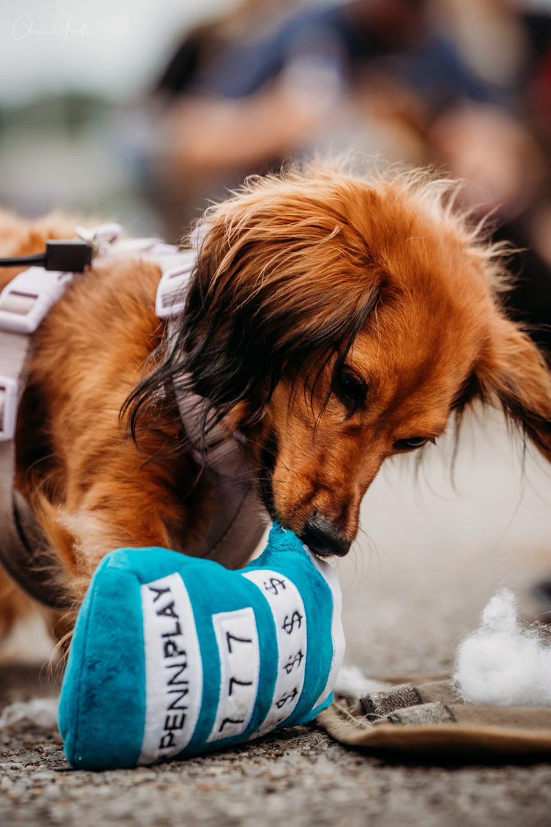 pennplay's tweet photo. It was nothing but tail-wagging fun at @HWoodMeadows for their Weiner Dog Race weekend. This pup just couldn't get enough of its slot-themed dog toy. 🎰 #PENNPaws https://t.co/kes9vzdGjQ