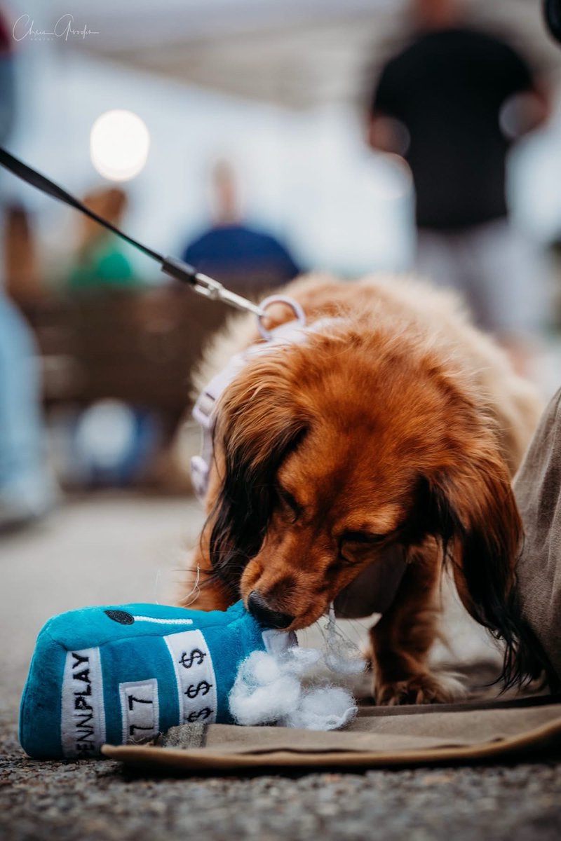 pennplay's tweet photo. It was nothing but tail-wagging fun at @HWoodMeadows for their Weiner Dog Race weekend. This pup just couldn't get enough of its slot-themed dog toy. 🎰 #PENNPaws https://t.co/kes9vzdGjQ