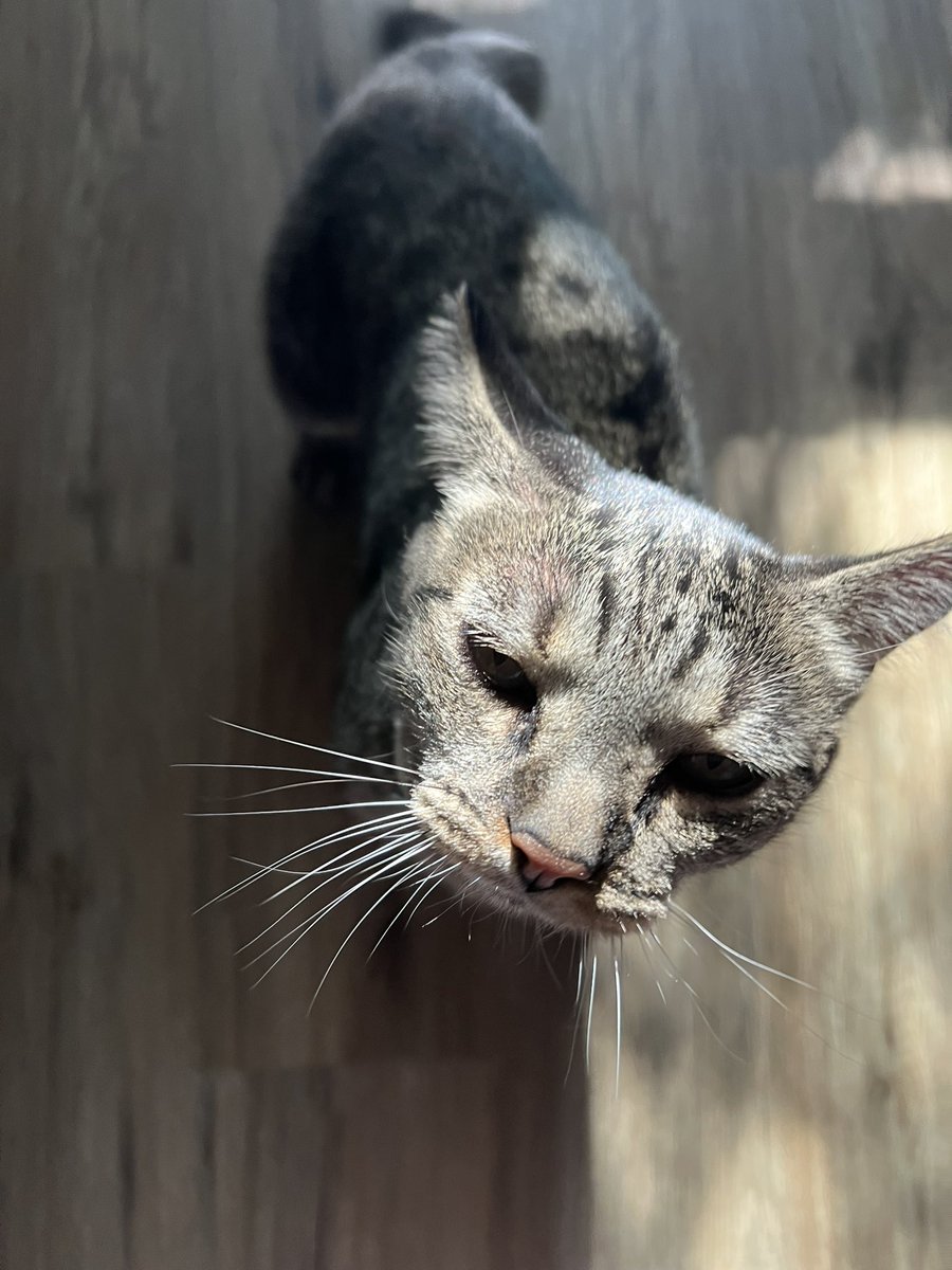 yuumeows's tweet photo. this piece of shit dumped his 2 cats and left them abandoned outside ): we were able to find one but not her brother unfortunately, and now we are trying to find a home for her 😔

if you abandon your pets like this you deserve to go to jail I’m so serious https://t.co/vTrYYf7Wnh