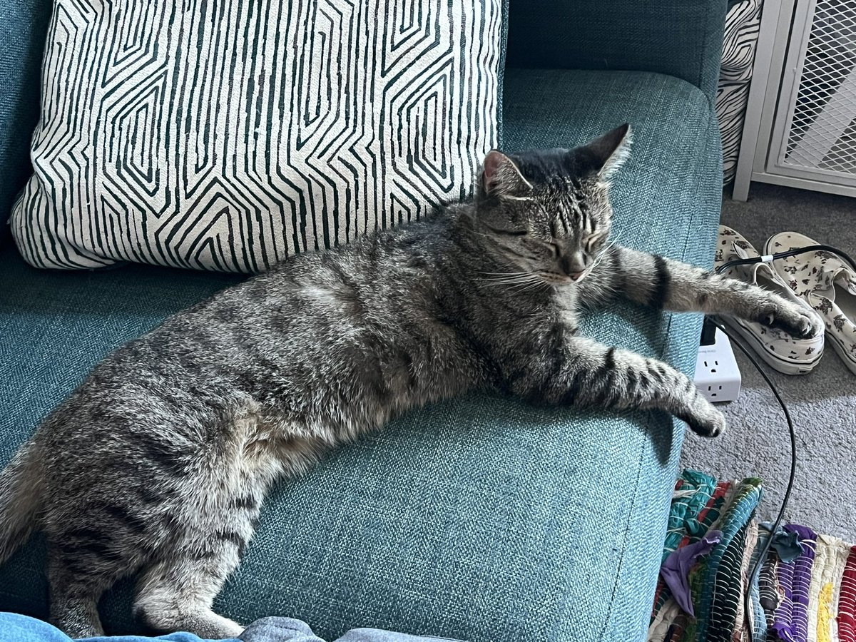 yuumeows's tweet photo. this piece of shit dumped his 2 cats and left them abandoned outside ): we were able to find one but not her brother unfortunately, and now we are trying to find a home for her 😔

if you abandon your pets like this you deserve to go to jail I’m so serious https://t.co/vTrYYf7Wnh