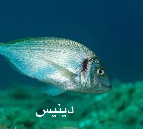 ProtectedAgric's tweet photo. انتشر مقطع ينصح فيه صانعه بتربية اسماك #السيباس و #الذينيس بدلا من #البلطي فى المزارع والاستراحات ويفهم منه ان السيباس والدينيس من اسماك المياه العذبه والصحيح انه من اسماك المياه المالحة  ومن الصعب تربيتها فى برك المزارع . https://t.co/kMJ8baEuXm