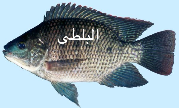 ProtectedAgric's tweet photo. انتشر مقطع ينصح فيه صانعه بتربية اسماك #السيباس و #الذينيس بدلا من #البلطي فى المزارع والاستراحات ويفهم منه ان السيباس والدينيس من اسماك المياه العذبه والصحيح انه من اسماك المياه المالحة  ومن الصعب تربيتها فى برك المزارع . https://t.co/kMJ8baEuXm