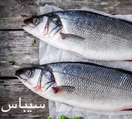 ProtectedAgric's tweet photo. انتشر مقطع ينصح فيه صانعه بتربية اسماك #السيباس و #الذينيس بدلا من #البلطي فى المزارع والاستراحات ويفهم منه ان السيباس والدينيس من اسماك المياه العذبه والصحيح انه من اسماك المياه المالحة  ومن الصعب تربيتها فى برك المزارع . https://t.co/kMJ8baEuXm