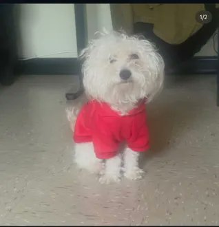 KeithOlbermann's tweet photo. LEO IS MISSING IN BROOKLYN: last seen at Kingsland Ave and Frost St, he's 10 pounds and chipped: 985113013185598. If you've seen or found him please call 888-466-3242 and PLEASE RT LEO https://t.co/Wk0ecjwAvV
